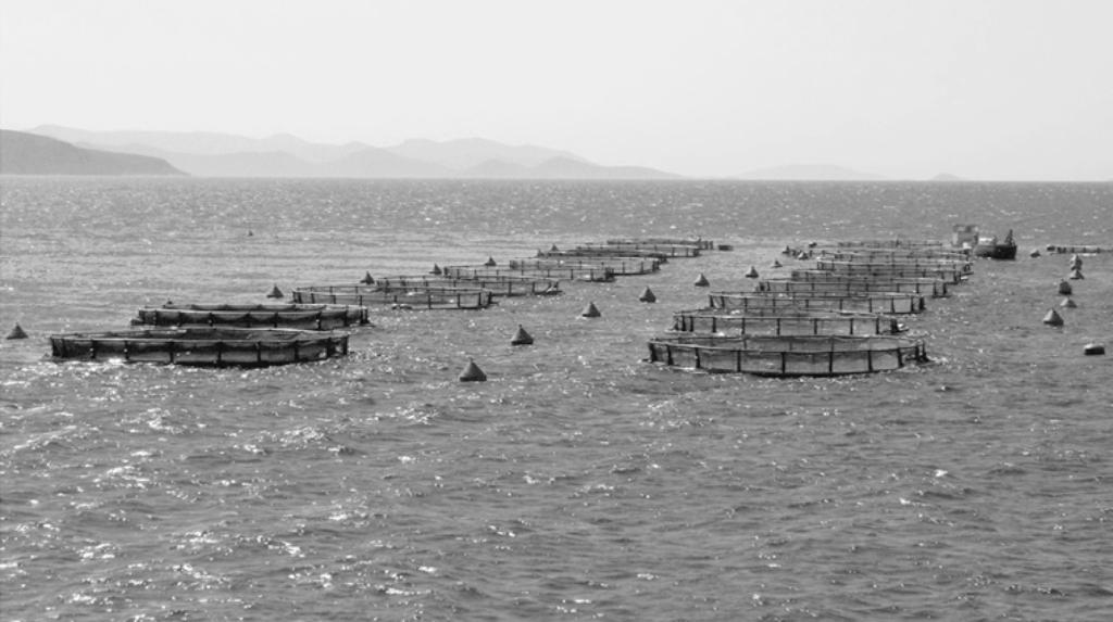 (iii) Why is protein important for growth? (b) The photograph shows a fish farm. A fish farm produces large numbers of fish of the same species. The fish are kept in cages in the water.