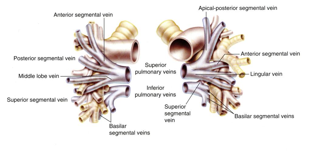 Be aware of Anatomy Common vein is