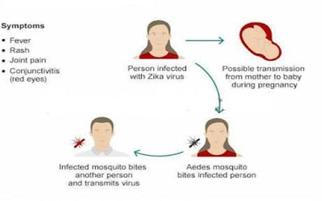Fig. 1: Zika Virus Transmission Cycle. From mother to child A pregnant woman can pass Zika virus to her fetus during pregnancy. Zika is a cause of microcephaly and other severe fetal brain defects.