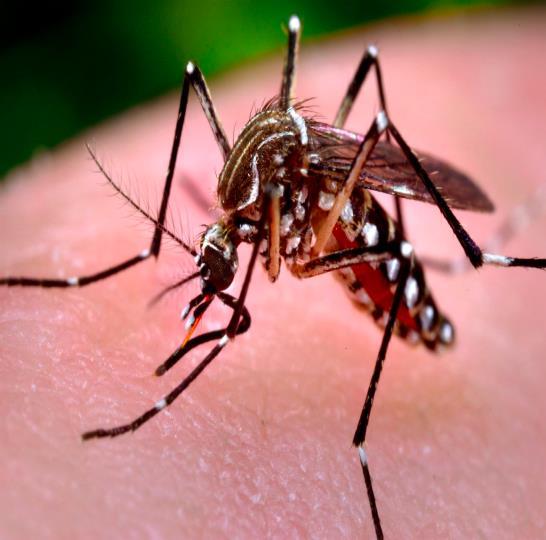 bites of infected Aedes (aegypti) mosquitoes Same virus family as dengue and