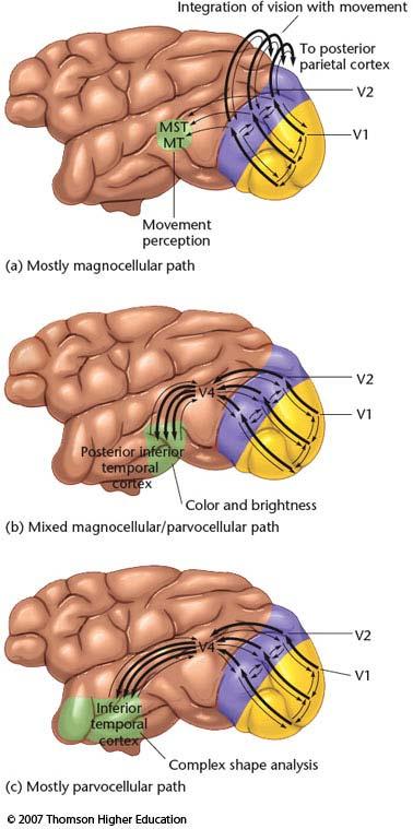 Higher Processing of Visual Information Movement Magnocellular Integration of vision and movement Color