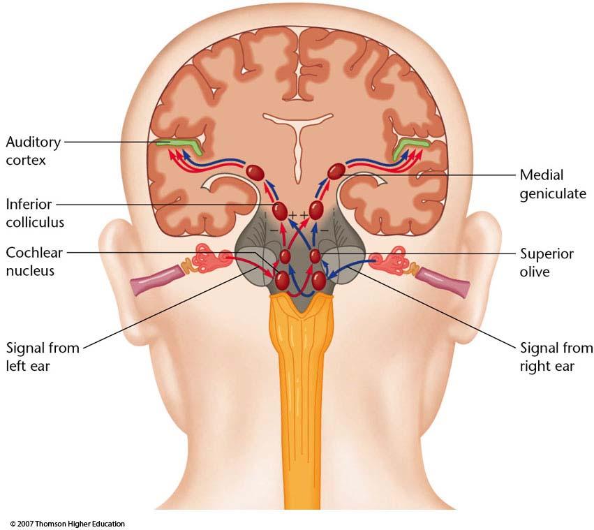 Auditory Processing Serial processing in the auditory system 1. Cochlea 2. Cochlear Nucleus 3. Superior Olive 4.