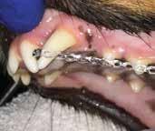 PAINFUL BITE RESULTING IN NEED TO MOVE TEETH Sometimes we see baby lower canine teeth located too far towards the middle of the lower jaw.