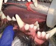 All jaw fracture cases should see a veterinary dentist so that the repair can be through non-invasive methods, correcting the fracture and saving teeth.