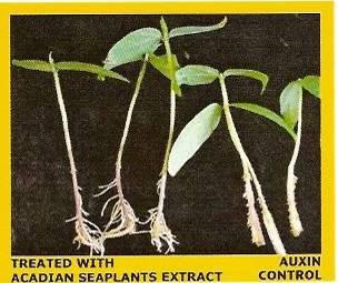 Extract-treated roots have more than an auxin effect on root development It is confirmed that the