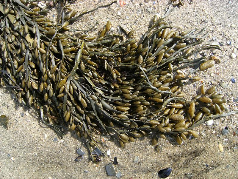 Brown Seaweed in Agriculture Ascophyllum