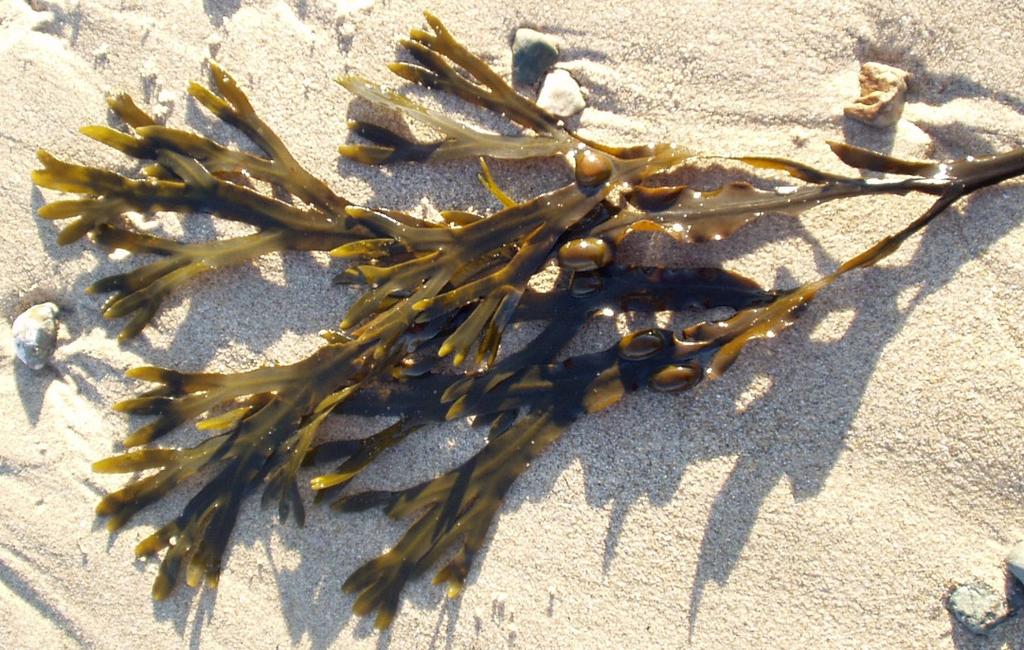 These are the most common brown algae's