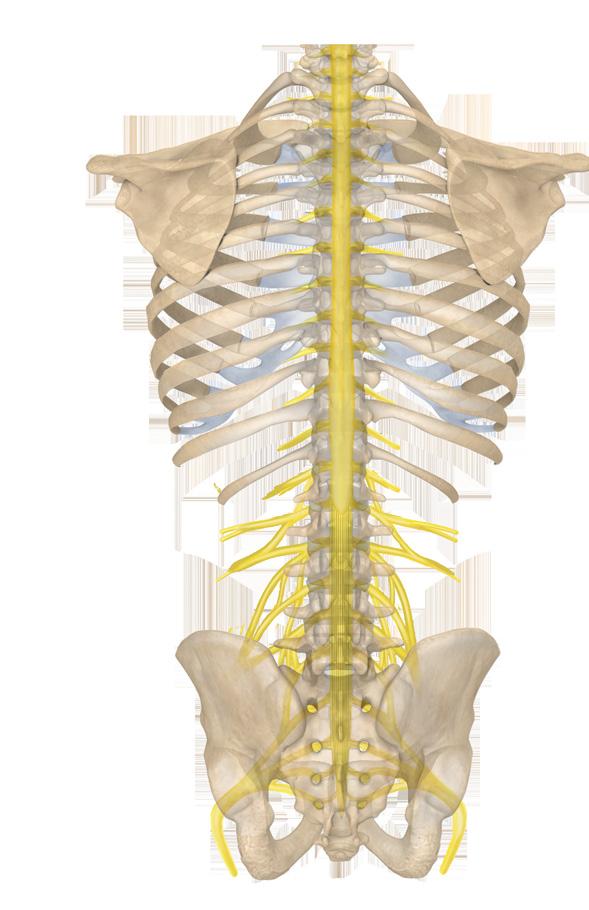 the spinal cord.