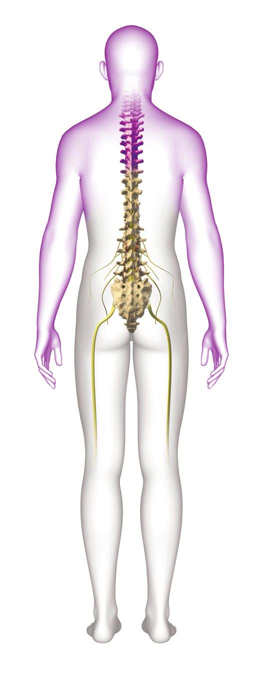 About Spinal Nerves At each level of the spine, spinal nerves exit the spinal cord and cauda equina to both the left and right sides then extend throughout the body.