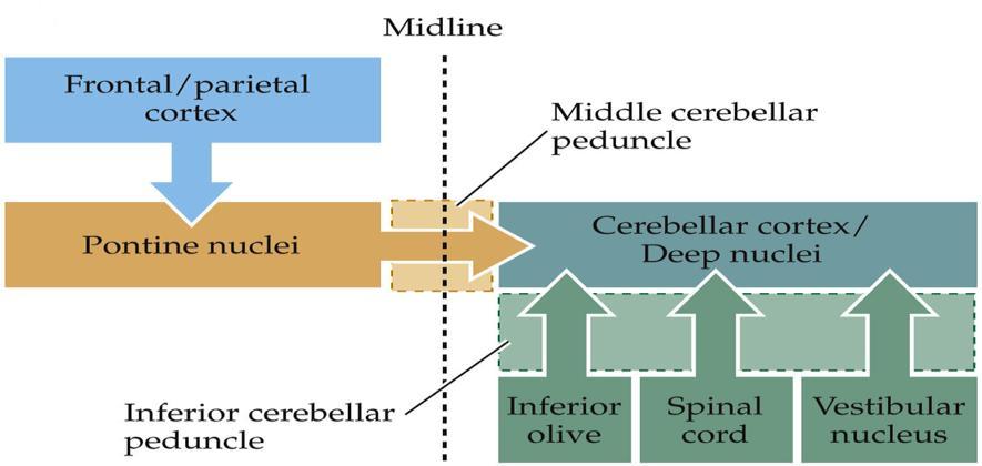 that those fibers from the cortex will cross in pons to terminate in the other side in the cerebellum but fibers will re-cross eventually so the cerebellum will be controlling the same side of the