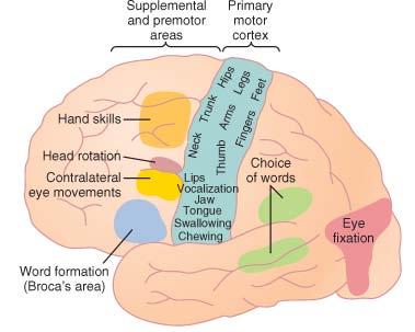 Some specialized area of motor cortex Boca's area Voluntary eye
