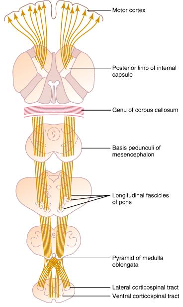 Corticospinal tract (Pyramidal system) Corticospinal tract: lat & ventral Primary MA: 30% Premotor &SMA: 30% Somatosensory area: 40%