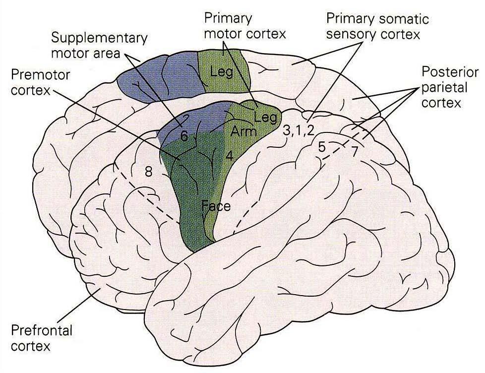 The motor cortex and corticospinal tract Primary Motor