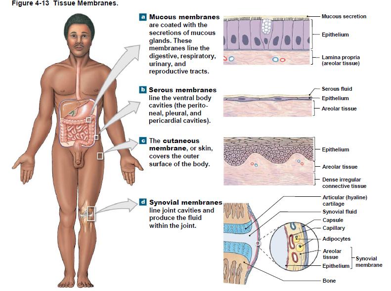 I. Classification of Body Membranes cont'd B.