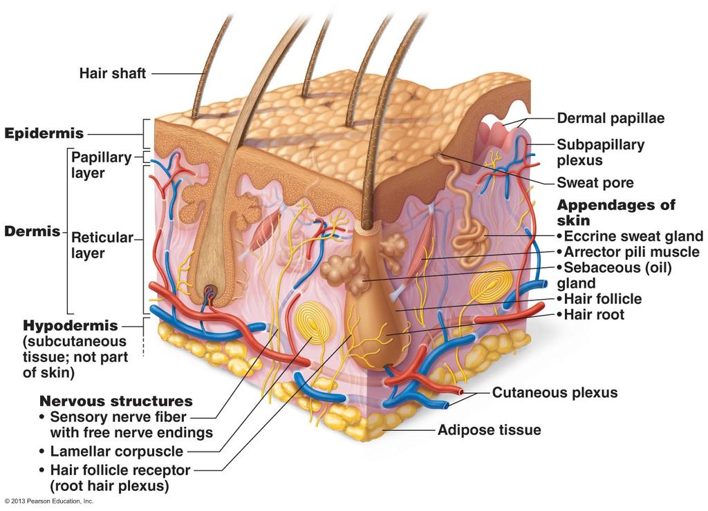 II. Cutaneous Membrane (Skin) A. Structure of the Skin 1.