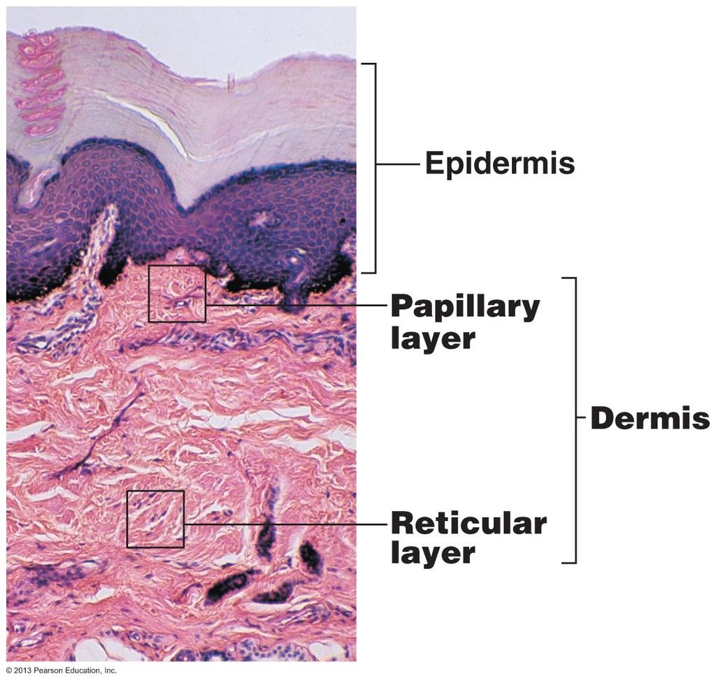 2. Dermis "hide" Composed of mostly Dense Irregular Connective Tissue Split into two regions: > > Papillary: upper dermal region ( dermal papillae) Aerolar Connective Tissue Provide nutrients to