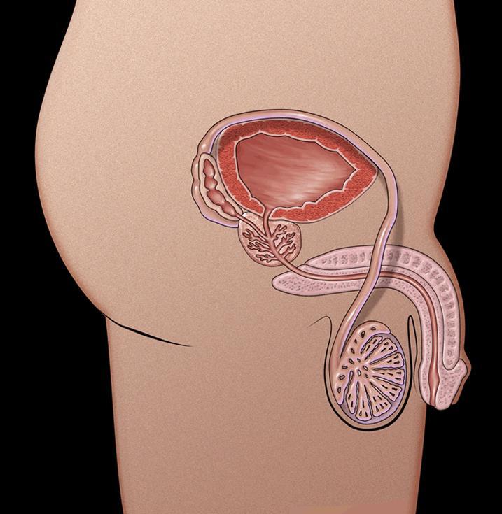 1 Penis Anatomy Urethra - The tube through which urine and semen leaves the boy s body Penis - Tube-like organ that hangs outside the body - Come in all sizes and shapes, determined by our genes