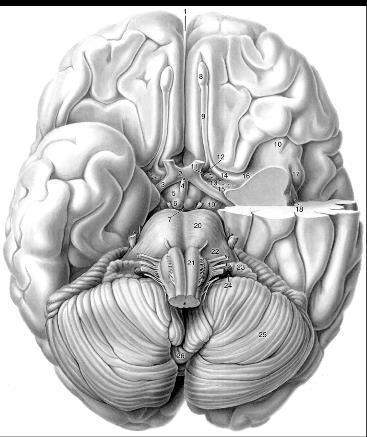 Lobes in ventral view frontal lobe
