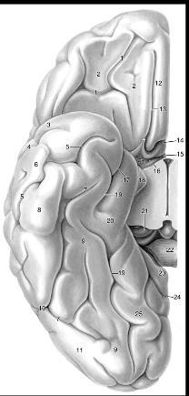 occipital lobe from Nieuwenhuys et