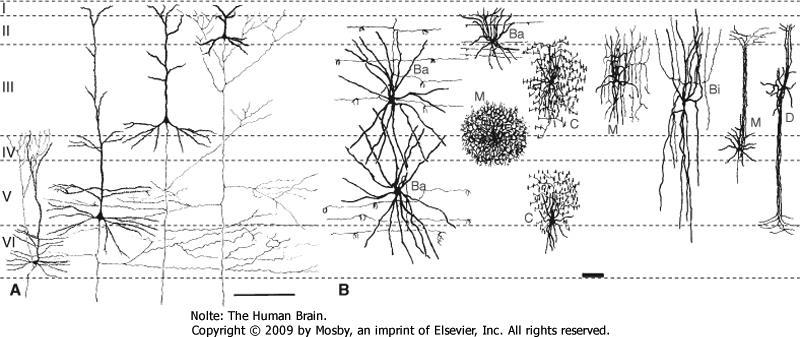 Cellular organization of the cerebral cortex Major neuronal types: 1.