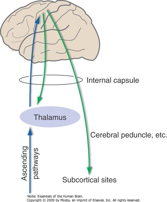Subcortical projections motor control (direct connections onto lower motor neurons or indirect connections via interneurons) corticospinal tract (from layer 5) to spinal cord corticobulbar