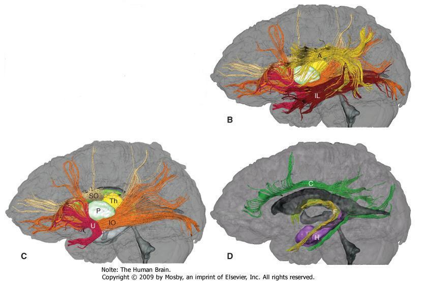 Intracortical projections corpus callosum 1.