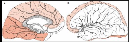 Vascular supply of the cerebral cortex ACA ACA MCA PCA medial surface lateral surface -loss of vision in the left