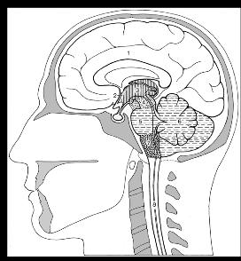 -neocortex -hippocampus -olfactory cortex The overall