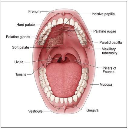 Fauces Passageway from oral cavity to pharynx. Frenum Raised folds of tissue that extend from the alveolar and the buccal and labial mucosa.