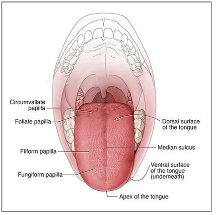 Mucosa Mucous membrane lines the oral cavity.