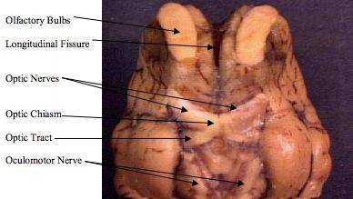 3. Examine the ventral surface of the sheep brain. The next several steps will view this surface of the brain. A pair of olfactory bulbs may be seen, one under each lobe of the frontal cortex.