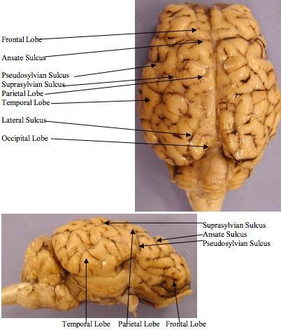 5. Now find the four lobes of the cerebrum: frontal, parietal, temporal, and occipital. The Frontal Lobe is bounded by the Ansate Sulcus and the Pseudosylvian Sulcus.