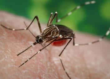 About Zika Virus Modes of Transmission Vector transmission: Aedes aegypti mosquito primary