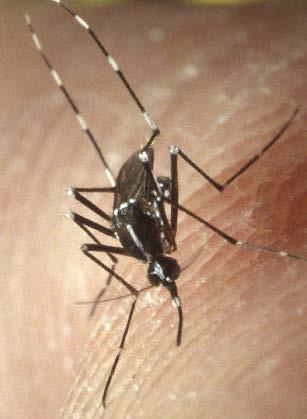 chikungunya viruses Lay eggs in water containers around the home Peak feeding during daytime