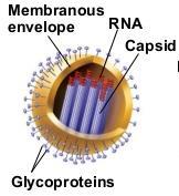 glycoproteins which forms long projections out from the capsid and aid in viral attachment - some viruses have an