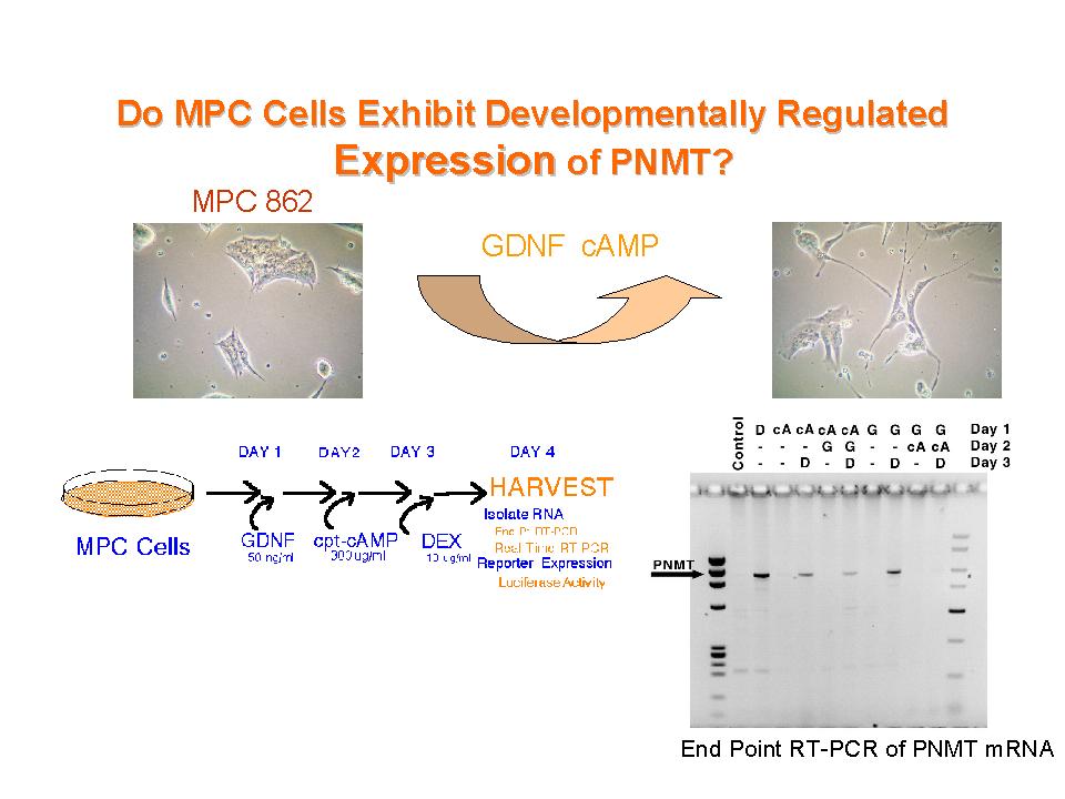 GDNF and camp block dex-inducible PNMT mrna expression 163 evaluated by measuring steady state levels of PNMT mrna and transcription from the PNMT promoter in MPC cell lines.