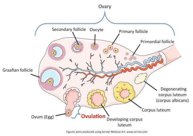 6 Figure 1 Ovulation Repropedia: A Reproductive Lexicon,
