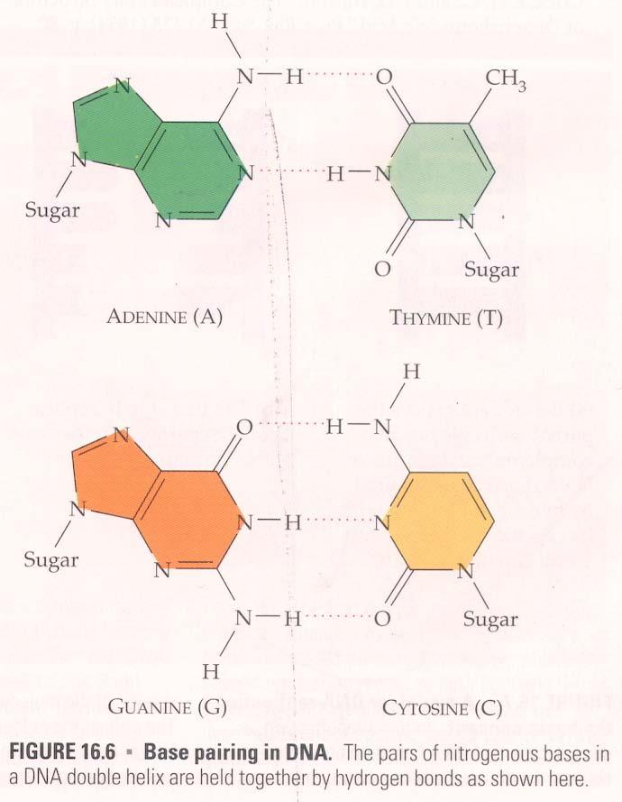 Nucleic Acids Monomer: Nucleotide Three components Phosphate group 5-carbon Sugar Pentose