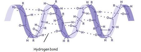 Levels of protein structure 2) Secondary structure Alpha helices Held together by hydrogen bonds This causes the