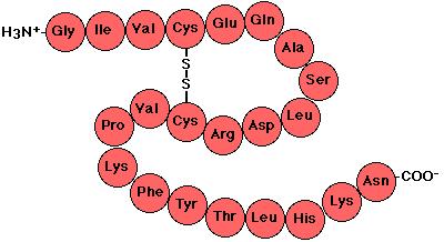 Proteins Continued Twenty common amino acids Amino acids link together by condensation reactions to form covalent bonds called peptide bonds.