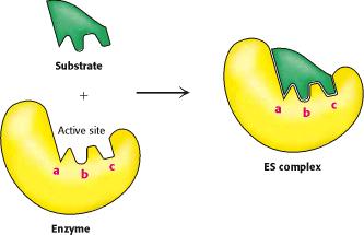 Enzymes and Substrates Enzymes are specific for the reactants they work with.