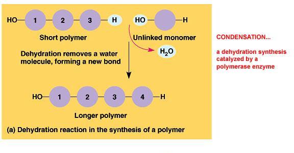 Polymers large molecules formed when many tiny molecules (monomers) bond together.