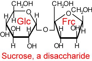 Ex: Glucose and Fructose C6H12O6 2. Disaccharides (2-sugar carb.