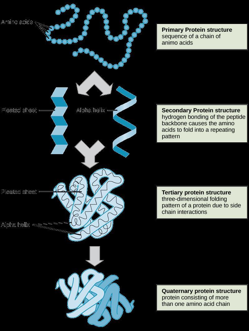 4. Proteins Proteins are Composed of C, H, O and N Proteins are by far the most abundant and diverse group of macromolecules found in the human body.