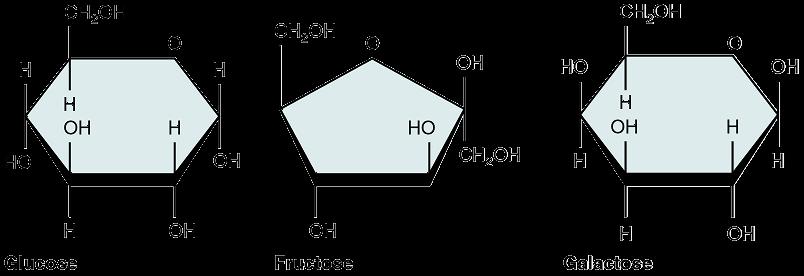 Monosaccharides Monosaccharides are the most basic units of carbohydrates. Some examples are glucose, fructose and galactose. They can all exist as a ring-like structure as depicted below.