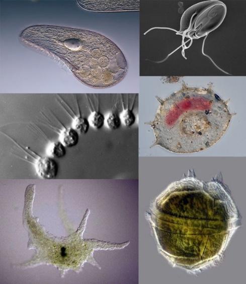 These tiny predators use whirling hairs to sweep food into their mouth Flatworms Daphnia These