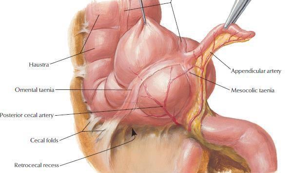 Lymphatic Drainage of Appendix The lymph vessels drain into one or two nodes lying in the mesoappendix.