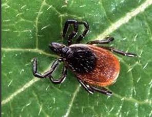 Lyme Disease Caused by spirochete known as Borrelia burggorferi