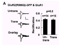 FIG 6A So far they studied the behaviour of homomers but if co-expressed the 2 receptor mainly form heterodimers and if GLUR1 is coexpressed with the GLUR2 (R586Q) There is no rectification