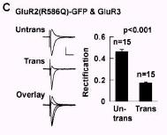 FIG.6C Then they coexpress the GLUR2(R586Q) with GLU3 {FIG 6D is again to test that the GLUR3-GFP fusion is functional in HEK cells and delivered to synapses